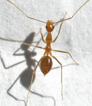 State matches $9 million for the Yellow Crazy Ant Eradication Program
